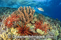 Reef Scens, comprising of Slate Pencil Urchins (Heterocentrotus mammillatus), amongst corals. Hawaii, Pacific Ocean, USA