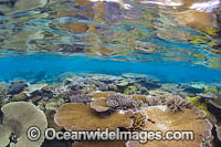 Underwater coral reef seascape, showing a variety of hard corals. Photo was taken Fiji.