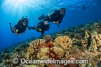 Reef Scene, comprising of Slate Pencil Urchins (Heterocentrotus mammillatus), amongst corals. Hawaii, Pacific Ocean, USA