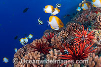Reef scene with Slate Pencil Sea Urchin (Heterocentrotus mammillatus) and Pyramid Butterflyfish (Hemitaurichthys polylepis). Hawaii, Pacific Ocean