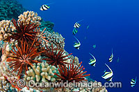Reef scene with Slate Pencil Sea Urchin (Heterocentrotus mammillatus), Pennantfish (Heniochus diphreutes) and Moorish Idol (Zanclus cornutus). Photo taken off Hawaii, Pacific Ocean