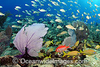 Coral Reef scene with an assortment of corals and fish species. Photo taken in the Caribbean, USA.