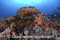 Schooling Anthias and Alcyonarian Coral reef scene. Crystal Bay, Nusa Penida, Bali Island, Indonesia, Pacific Ocean.