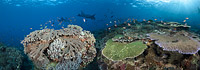 Reef scene showing Table Coral, Manta Rays and schooling Anthias Fish. Crystal Bay, Nusa Penida, Bali Island, Indonesia, Pacific Ocean. Three images, all from the same dive, were digitally combined to create this panorama.
