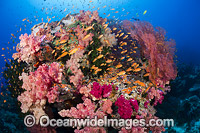 Alconarian Coral, Gorgonian Coral and schooling Anthias reef scene. Photo taken at the Fijian Islands.