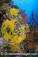 Diver exploring a tropical reef covered in Soft Corals and schooling Anthias Fish. Photo taken at the Fijian Islands.