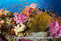 Alconarian Coral, Crinoid Ferather Stars and schooling Anthias reef scene. Photo taken at the Fijian Islands.