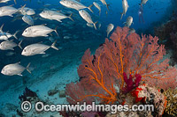 Schooling Trevally and Gorgonia Coral reef scene. Photo taken at the Fijian Islands.