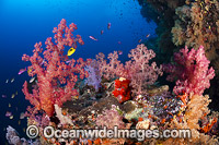 Alconarian Coral and schooling Anthias reef scene. Photo taken at the Fijian Islands.