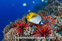 Reef Scene, comprising of Slate Pencil Urchins (Heterocentrotus mammillatus) and Threadfin Butterflyfish (Chaetodon auriga). Hawaii, Pacific Ocean, USA