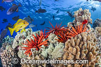 Reef Scene, comprising of Slate Pencil Urchins (Heterocentrotus mammillatus), Black Triggerfish (Melichthys niger) and Bluestripe Snapper (Lutjanus kasmira). Hawaii, Pacific Ocean, USA