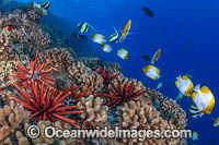 Reef Scene, comprising of Slate Pencil Urchins (Heterocentrotus mammillatus) and a variety of tropical reef fish. Hawaii, Pacific Ocean, USA