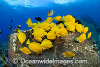 Reef Scene, comprising of corals and schooling Yellow Tang (Zebrasoma flavescens). Hawaii, Pacific Ocean, USA