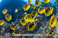 Reef Scene, comprising of corals and schooling Raccoon Butterflyfish (Chaetodon lunula). Hawaii, Pacific Ocean, USA