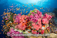 Alconarian Coral, Gorgonian Coral and schooling Anthias reef scene. Photo taken at the Fijian Islands.