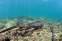 Marine Iguana (Amblyrhynchus cristatus), swimming underwater. This marine reptile is endemic to the Galapagos Islands, Equador, where this picture was taken.