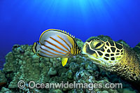 Green Sea Turtle (Chelonia mydas) and Ornate Butterflyfish (Chaetodon ornatissimus). Found in tropical seas worldwide. This is a composite image, comprising of two or more images merged together.