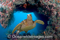 Green Sea Turtle (Chelonia mydas) swimming through a coral reef ledge. Found in tropical and warm temperate seas worldwide. This is a composite image, comprising of two or more images merged together.