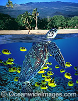 Under over water picture of Green Sea Turtle (Chelonia mydas) Raccoon Butterflyfish and Hawaii, USA, landscape. This is a composite image, comprising of two or more images digitally merged together.