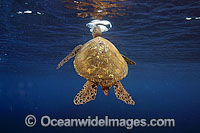 Green Sea Turtle (Chelonia mydas) taking a breath at the surface. Found in tropical and warm temperate seas worldwide. Listed on the IUCN Red list as Endangered species.