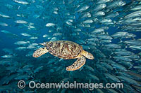 Green Sea Turtle (Chelonia mydas) and schooling Bigeye Jacks (Caranx Sexfasciatus). Found in tropical and warm temperate seas worldwide. Listed on the IUCN Red list as Endangered species.