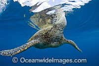 Green Sea Turtle (Chelonia mydas) taking a breath at the surface. Found in tropical and warm temperate seas worldwide. Listed on the IUCN Red list as Endangered species.