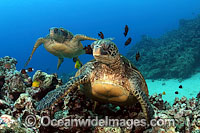 Green Sea Turtles (Chelonia mydas). Hawaii, USA. Found in tropical and warm temperate seas worldwide. Listed on the IUCN Red list as Endangered species.