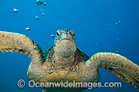 Green Sea Turtle (Chelonia mydas). Found in tropical and warm temperate seas worldwide. Listed on the IUCN Red list as Endangered species.