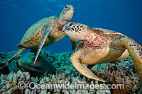 Green Sea Turtles (Chelonia mydas). Found in tropical and warm temperate seas worldwide. Listed on the IUCN Red list as Endangered species.