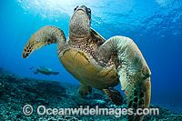 Green Sea Turtles (Chelonia mydas), gather at a cleaning station off West Maui, Hawaii. Found in tropical and warm temperate seas worldwide. Listed on the IUCN Red list as Endangered species.