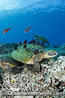 Green Sea Turtles (Chelonia mydas), gather at a cleaning station off West Maui, Hawaii. Found in tropical and warm temperate seas worldwide. Listed on the IUCN Red list as Endangered species.