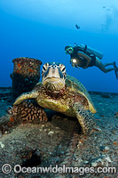 Diver observing a Green Sea Turtle (Chelonia mydas), resting on the wreck of the YO-257 off Waikiki Beach, Oahu, Hawaii. Found in tropical and warm temperate seas worldwide. Listed on the IUCN Red list as Endangered species.