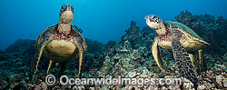 Green Sea Turtles (Chelonia mydas). Found in tropical and warm temperate seas worldwide. Listed on the IUCN Red list as Endangered species. (This is a digital composite comprising of two or more images).