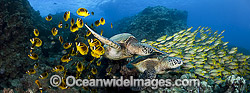 Green Sea Turtles (Chelonia mydas), with schooling Racoon Butterflyfish and Snappers. Photo taken off Hawaii, Pacific Ocean. Listed on the IUCN Red list as Endangered species. (This is a digital composite comprising of two or more images).