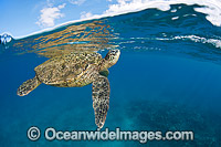 Green Sea Turtle (Chelonia mydas), taking a breath of air on the surface. Found in tropical and warm temperate seas worldwide. Listed on the IUCN Red list as Endangered species.