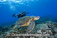 Diver photographing a Green Sea Turtle (Chelonia mydas), off Hawaii, Pacific Ocean. Found in tropical and warm temperate seas worldwide. Listed on the IUCN Red list as Endangered species.