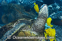 Green Sea Turtle (Chelonia mydas), being cleaned by Yellow Tangs (Zebrasoma flavescens) and Goldring Tangs (Ctenochaetus strigosus). Hawaii, Pacific Ocean. Listed on the IUCN Red list as Endangered species.