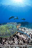 Green Sea Turtle (Chelonia mydas), gather at a cleaning station off West Maui, Hawaii, Pacific Ocean. Found in tropical and warm temperate seas worldwide. Listed on the IUCN Red list as Endangered species.