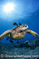 Green Sea Turtle (Chelonia mydas), at a cleaning station off West Maui, Hawaii, Pacific Ocean. Found in tropical and warm temperate seas worldwide. Listed on the IUCN Red list as Endangered species.
