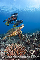 Divers with underwater scooters observing a Green Sea Turtle (Chelonia mydas). Found in tropical and warm temperate seas worldwide. Hawaii, Pacific Ocean. Listed on the IUCN Red list as Endangered species.