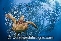Green Sea Turtle (Chelonia mydas), with schooling Jacks off the island of Bali, Indonesia. Found in tropical and warm temperate seas worldwide. Listed on the IUCN Red list as Endangered species.