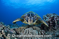 Green Sea Turtle (Chelonia mydas). Found in tropical and warm temperate seas worldwide. Photo taken off Hawaii, Pacific Ocean. Listed on the IUCN Red list as Endangered species.