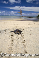 Green Sea Turtle (Chelonia mydas), hatchling making its way to the sea. Yap, Micronesia. Found in tropical and warm temperate seas worldwide. Listed on the IUCN Red list as Endangered species.