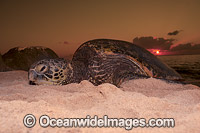 Nesting female Green Sea Turtle (Chelonia mydas), depositing eggs during annual breeding season. North Shore of Oahu, Hawaii. Found in tropical and warm temperate seas worldwide. Listed Endangered species on the IUCN Red list.