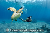 Diver observing a Green Sea Turtle (Chelonia mydas). Hawaii, USA. Found in tropical and warm temperate seas worldwide. Listed on the IUCN Red list as Endangered species.