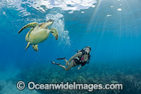 Diver observing a Green Sea Turtle (Chelonia mydas). Hawaii, USA. Found in tropical and warm temperate seas worldwide. Listed on the IUCN Red list as Endangered species.