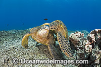 Green Sea Turtles (Chelonia mydas). Found in tropical and warm temperate seas worldwide. Listed on the IUCN Red list as Endangered species.