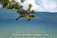 Green Sea Turtle (Chelonia mydas), hatchling in beach shallows. Yap, Micronesia. Found in tropical and warm temperate seas worldwide. Listed on the IUCN Red list as Endangered species.