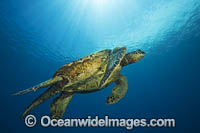 Green Sea Turtle (Chelonia mydas), male. Found in tropical and warm temperate seas worldwide. Listed on the IUCN Red list as Endangered species.