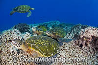 Green Sea Turtles (Chelonia mydas), gather at a cleaning station off West Maui, Hawaii, USA. Found in tropical and warm temperate seas worldwide. Listed on the IUCN Red list as Endangered species.